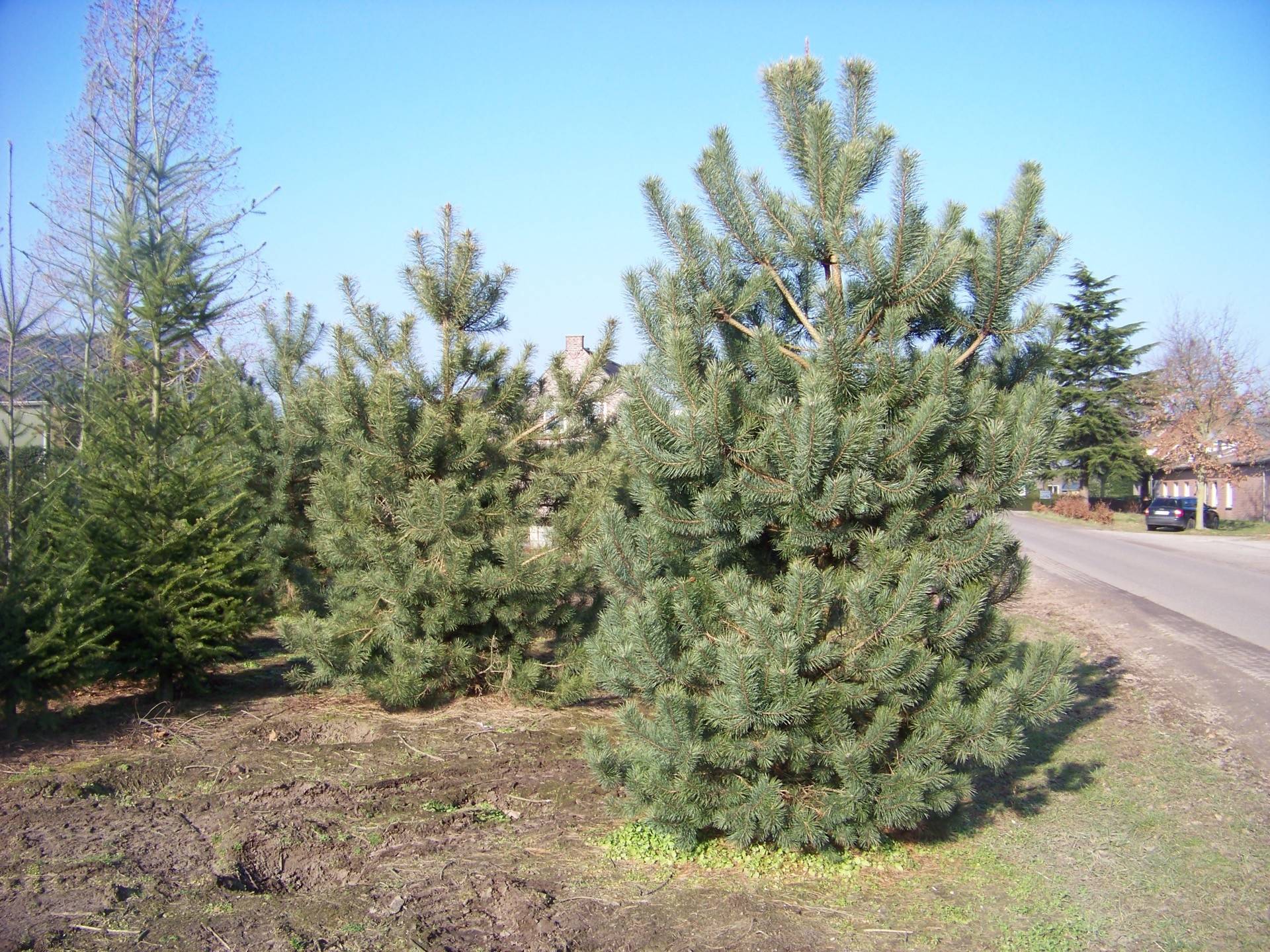 Pinus sylvestris_07